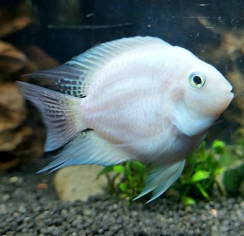 Platinum Polar parrot cichlid 5-6 cm @